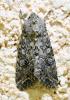 Anarta trifolii